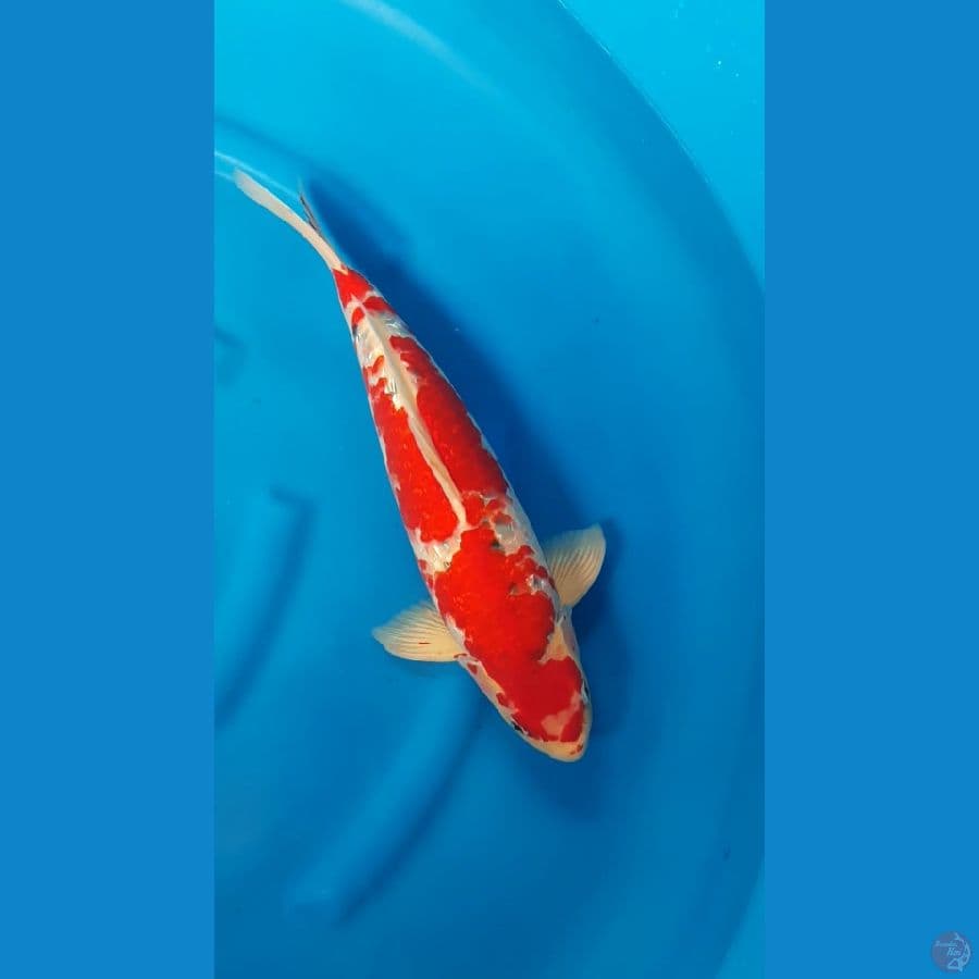 GHOSIKI RED STRONG BULKY - 42cm/m⁶