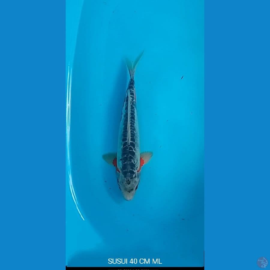 SUSUI 40 CM ML