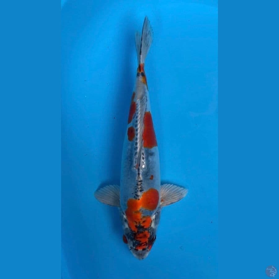 beni kiko 38cm