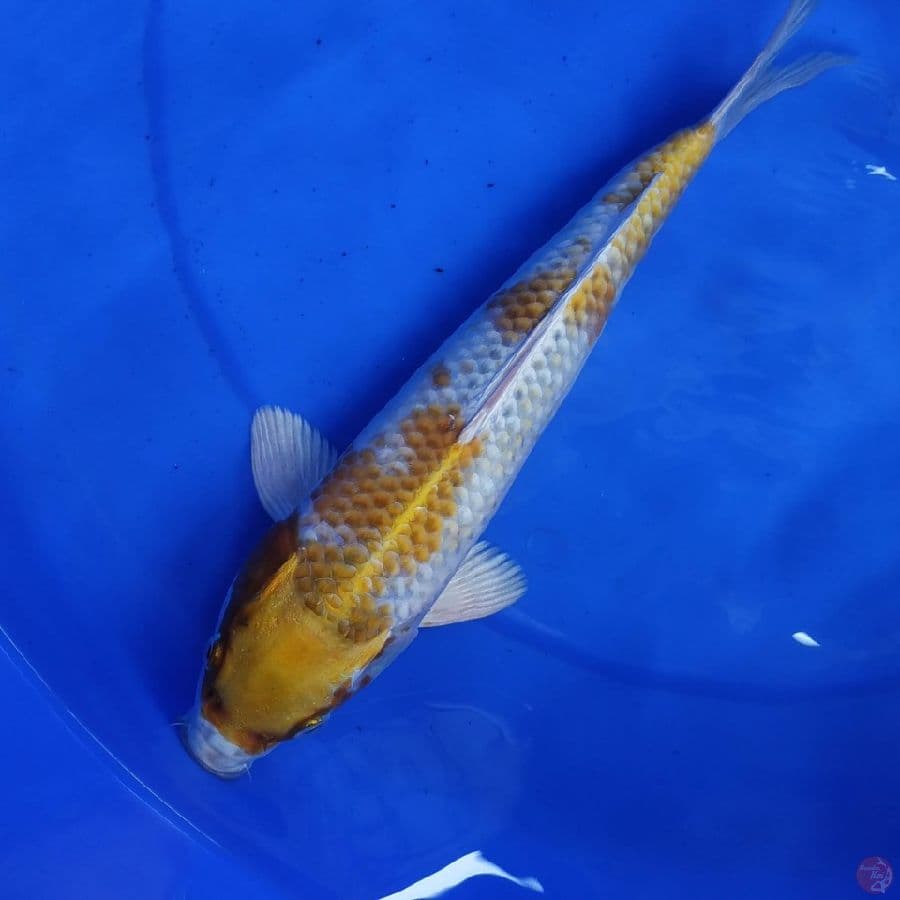 30cm, Hariwake hikari