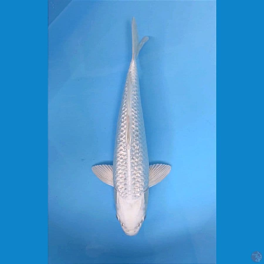 SUPER GNRN PLATINUM OGON ML 37CM