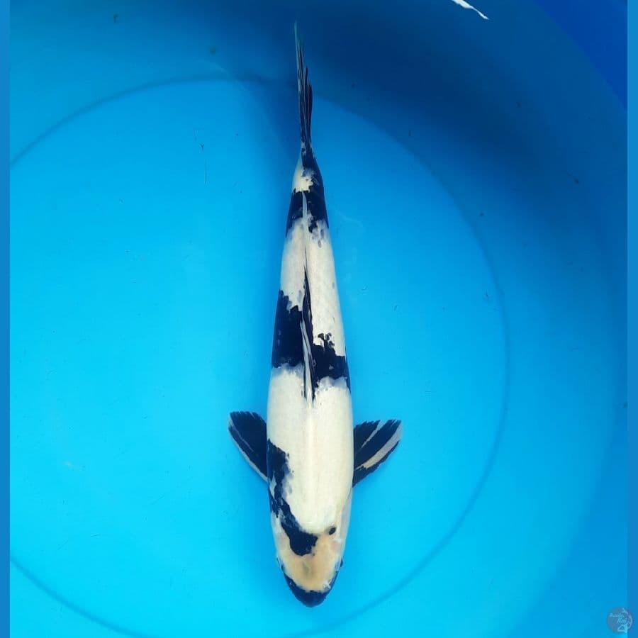 Shiro utsuri 39cm male