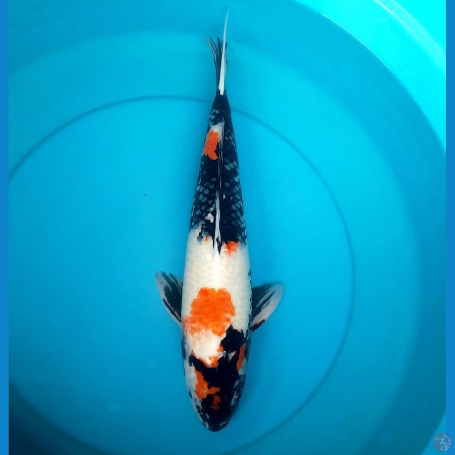Showa 41cm female
