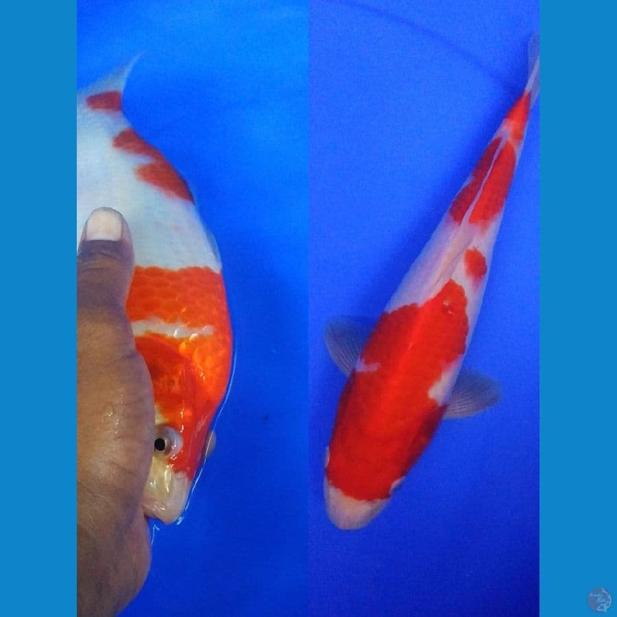 Bulky27cm, kohaku berpunuk original
