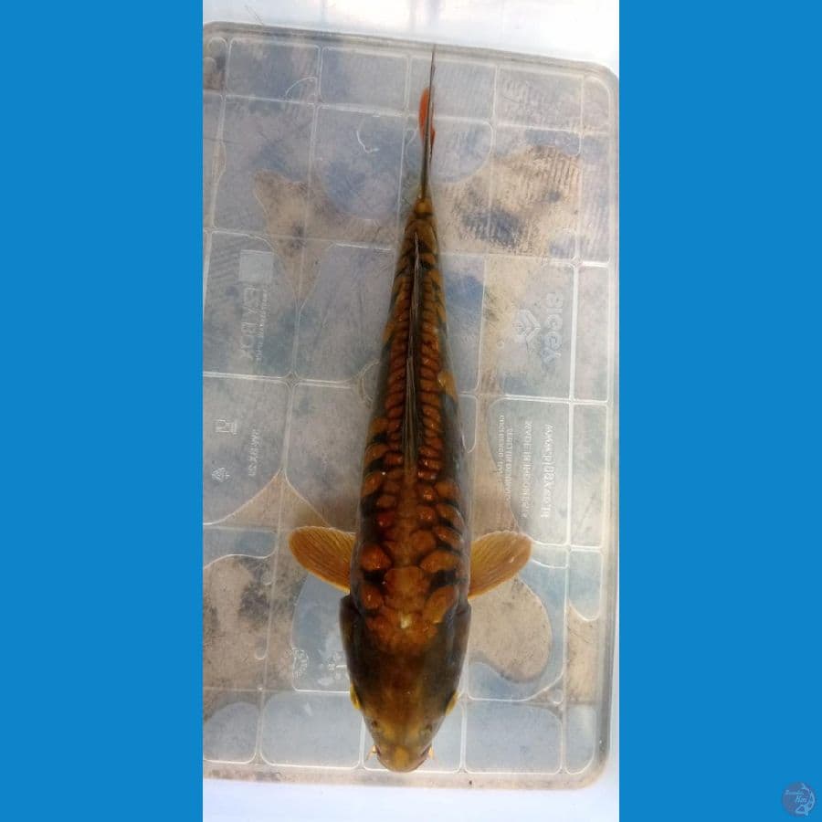 KAISAR KOI BLITAR - CHAGOI SISIK NAGA 28CM