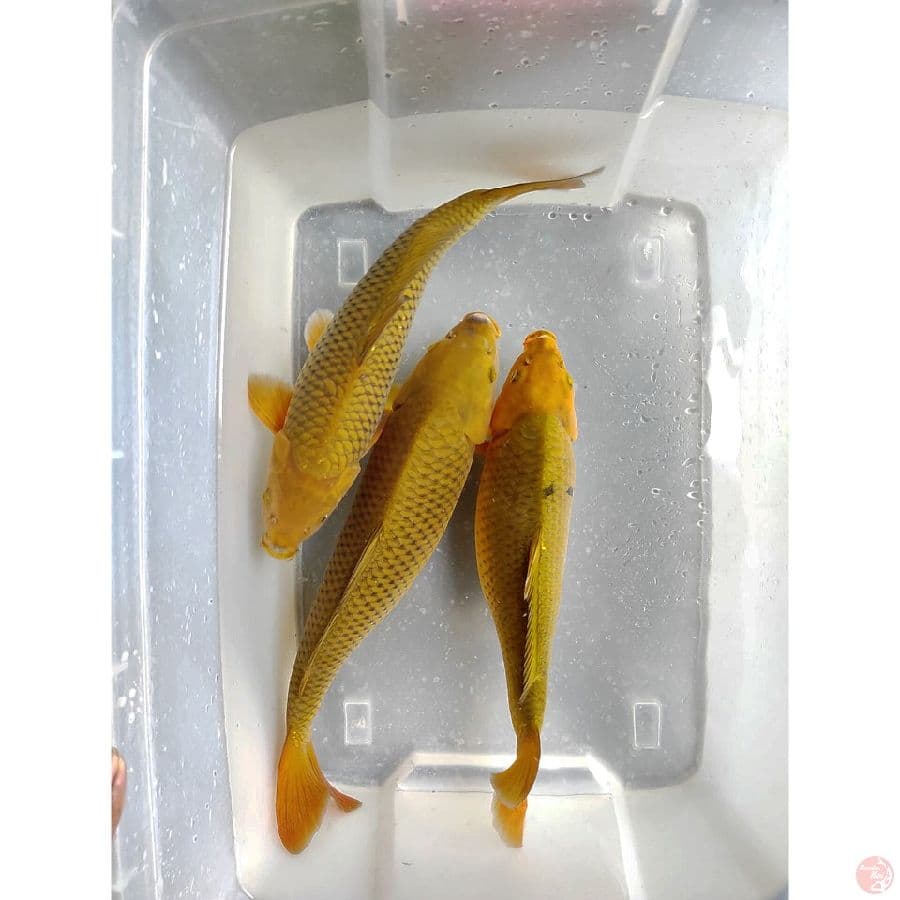 36-41 cm cagoi hiaju bakat jumbo