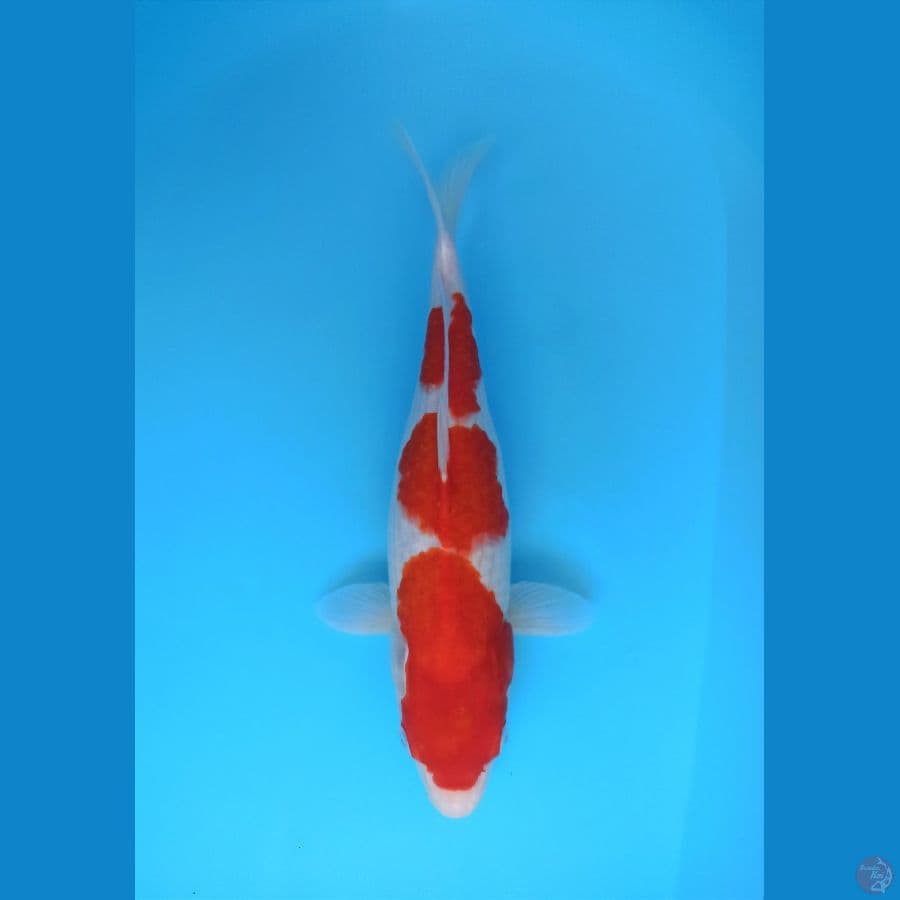 KOHAKU SANDAN BEAUTY 40BU