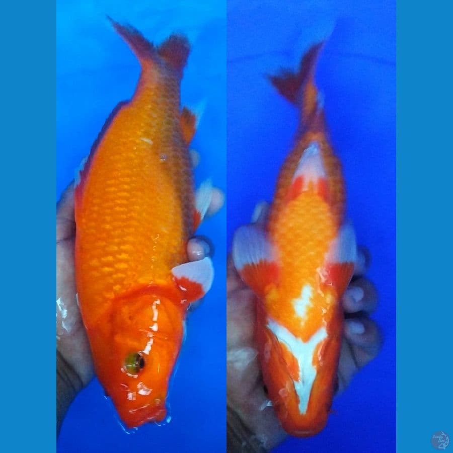 29cm, aka hajiro polos