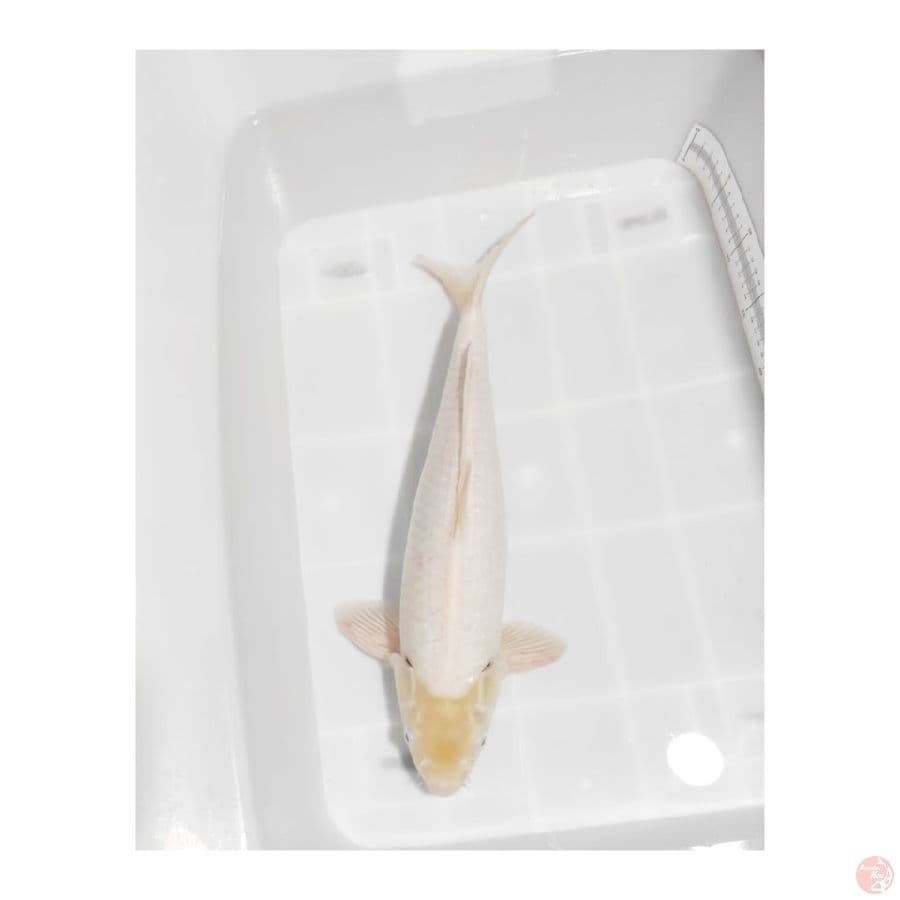 siromuji 45 cm male