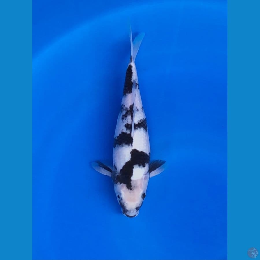 Shiro 30cm