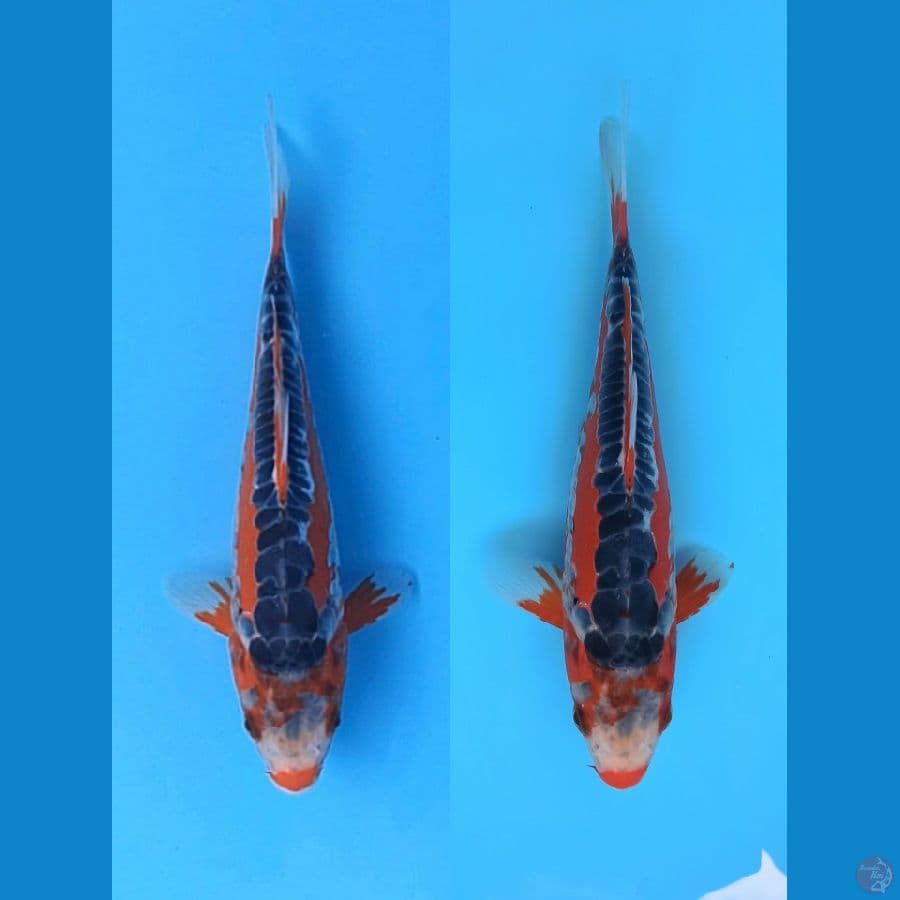 HI SUSHUI THE REDS 25CM