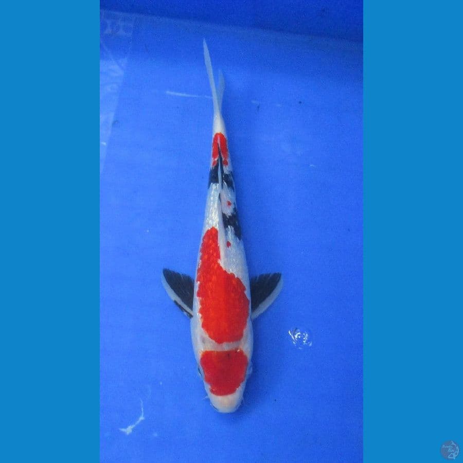 showa ginrin±25cm