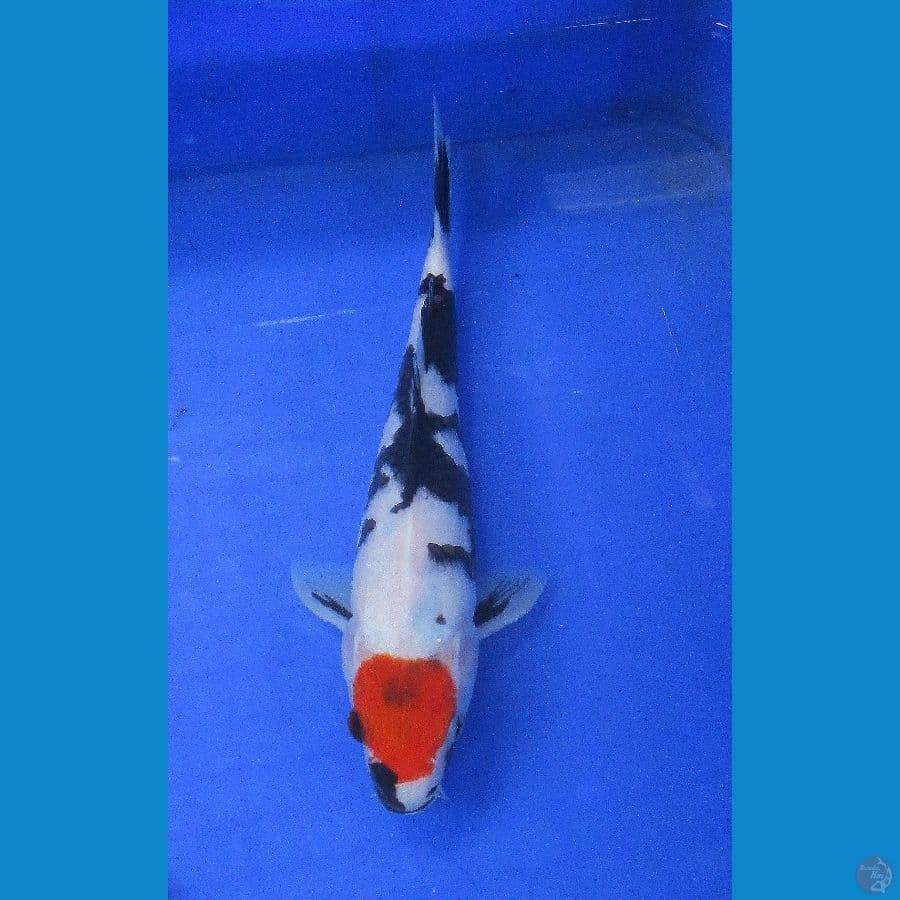 original tancho showa ±25cm HQ