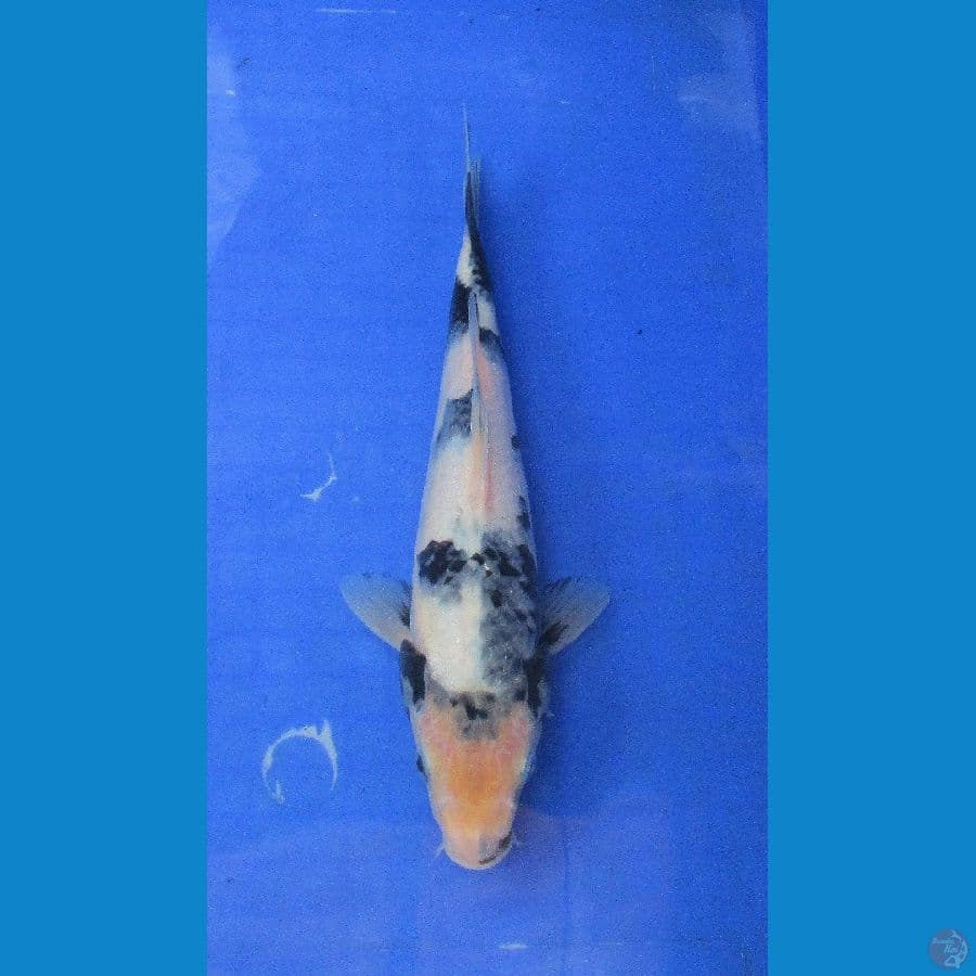 shiro ±30cm
