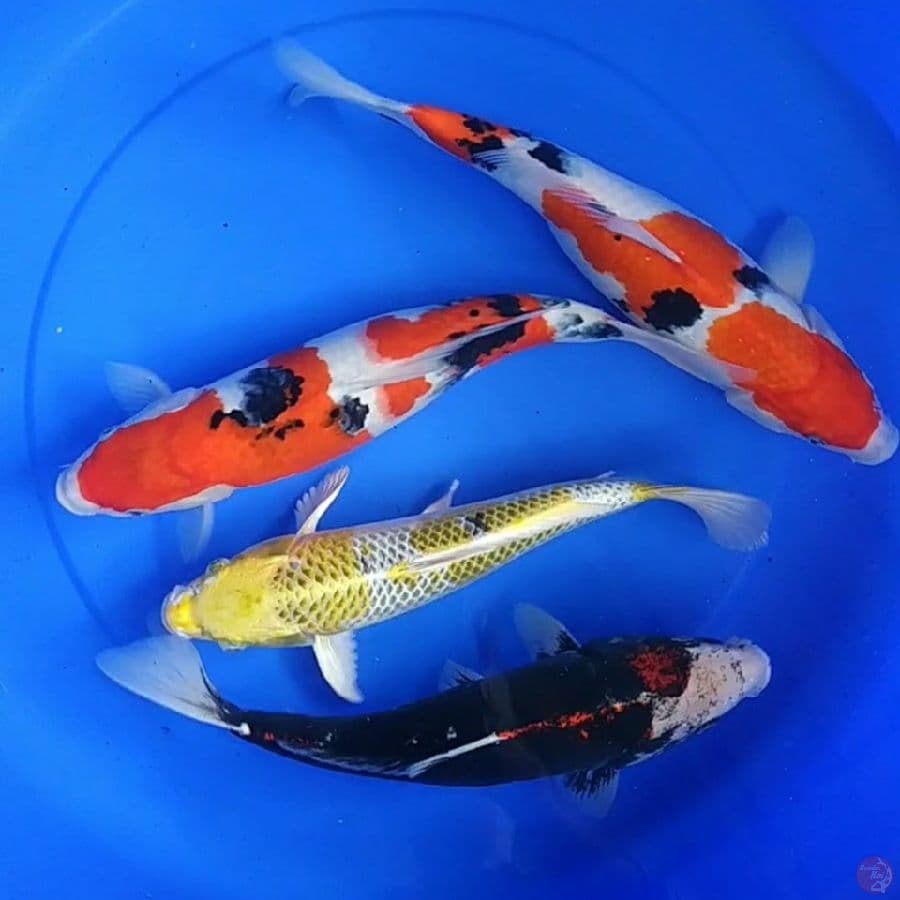 31 - 36 cm, mix koi sanke benikumon kujaku kirin