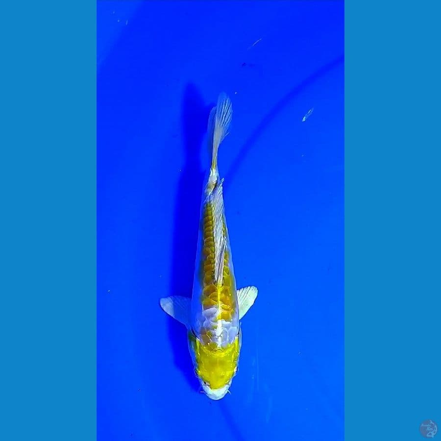 20cm, aragoke hariwake