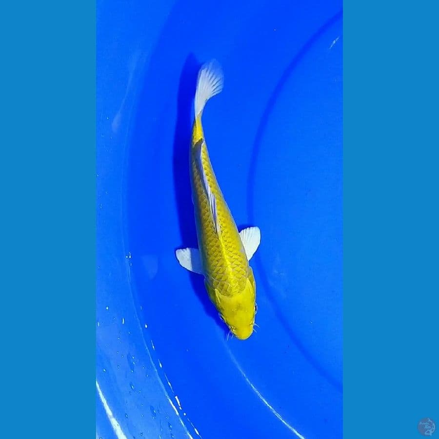 23cm, yamabuki ogon kuning bersih no bocor2