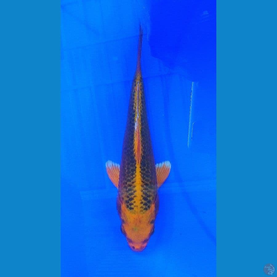 Fk7-23cm, orenji matsuba ogon