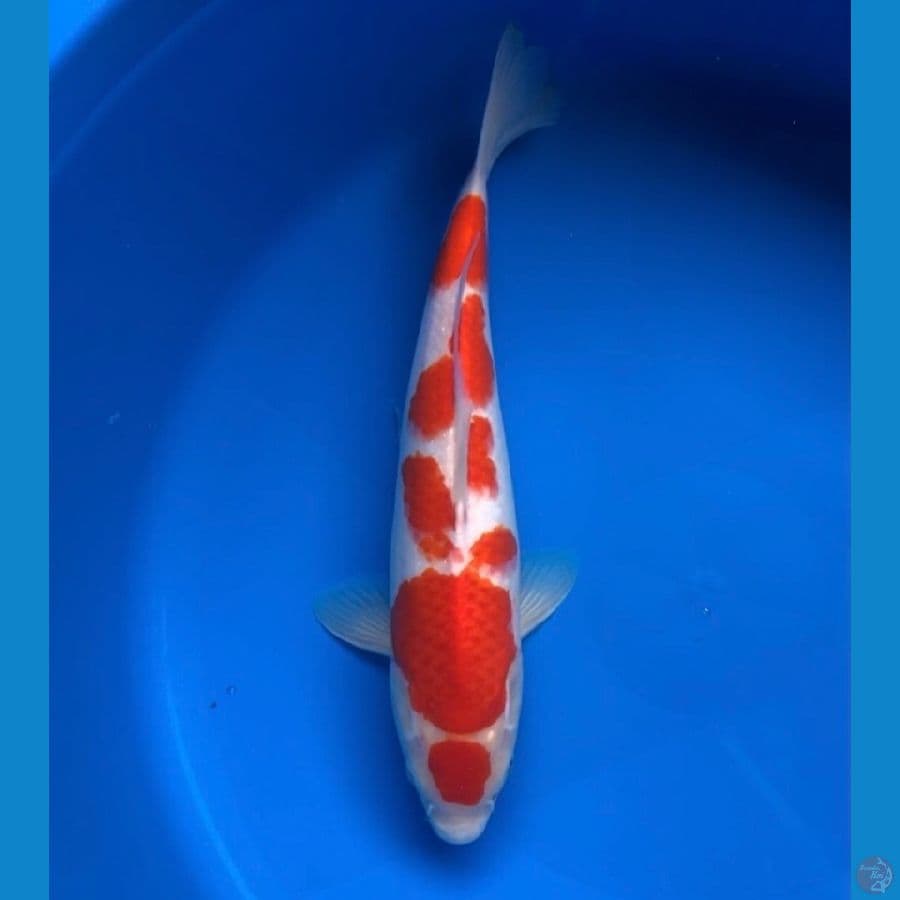 kohaku 35cm male