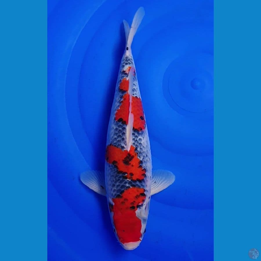 Ghosiki Racing 40cm Ori
