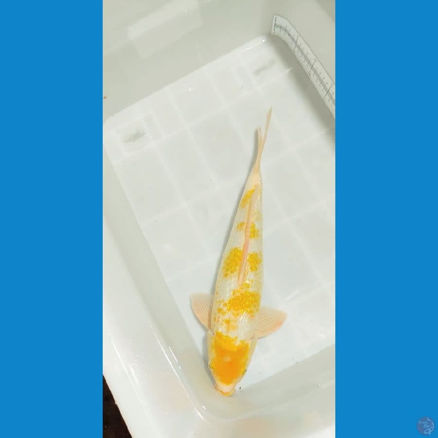 kanoko koyo gindrin 45 bu male