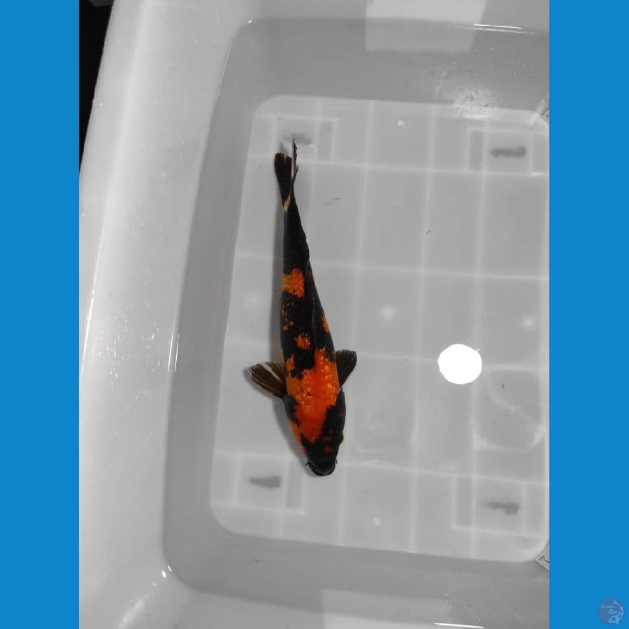hi utsuri gindrin 36 cm male