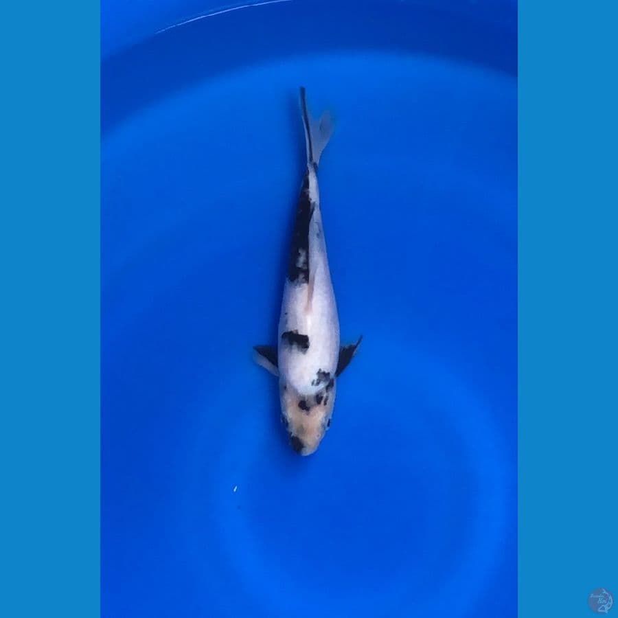 totegoi shiro munuk 24cm