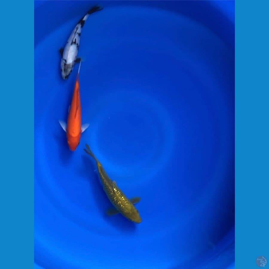 mix 19-21cm