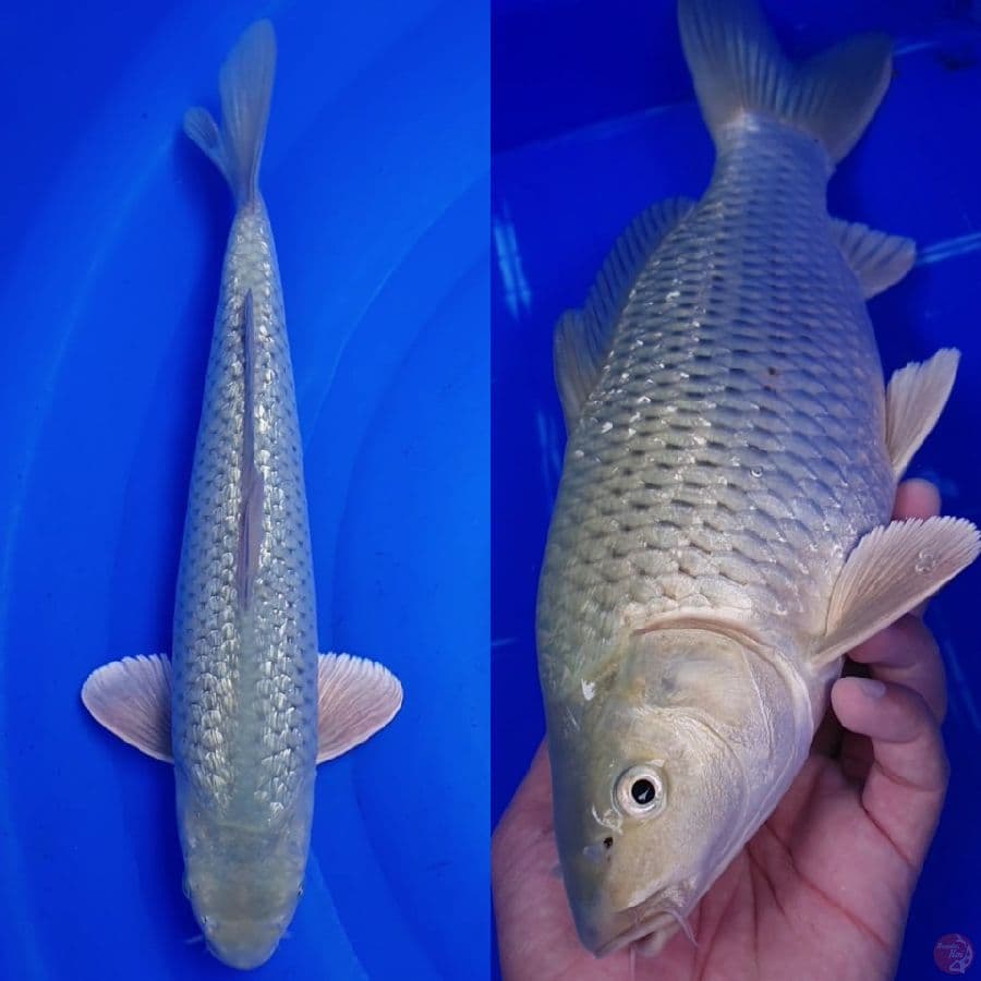 Soragoi Ginrin 34cm Male