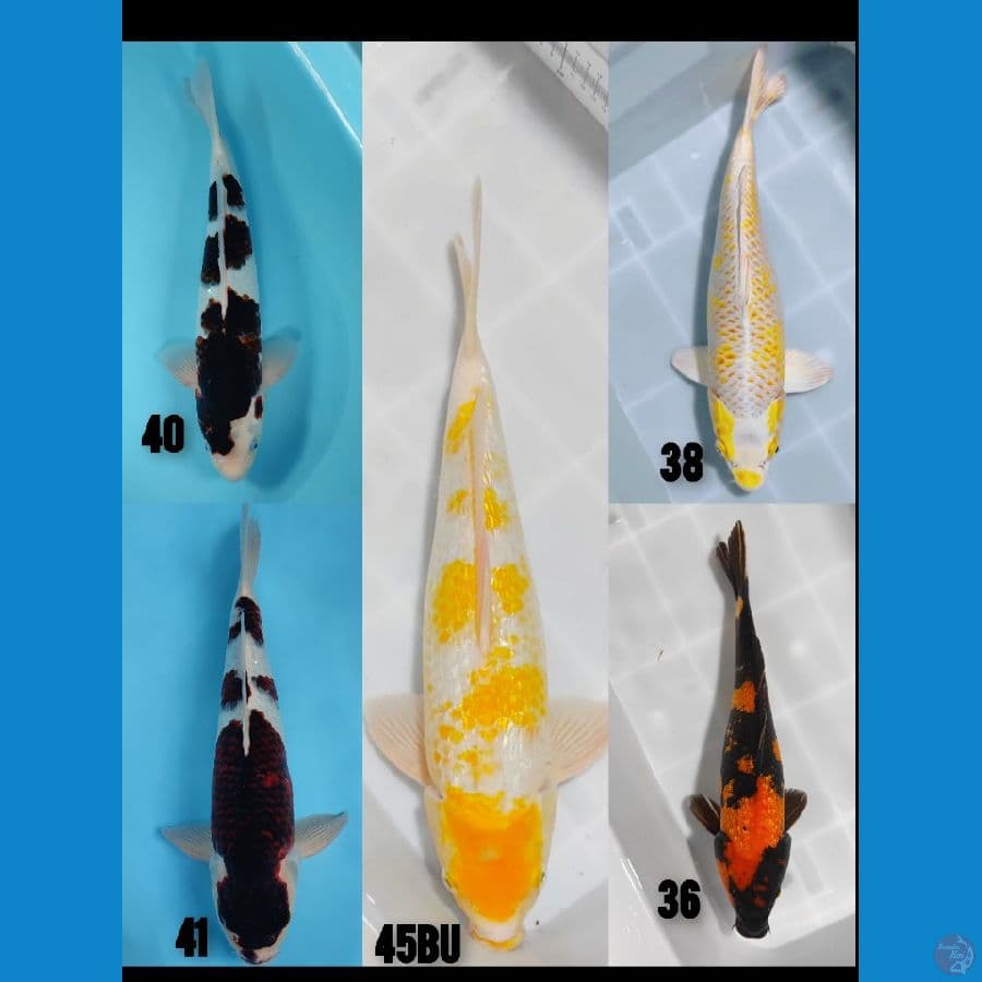 nano"