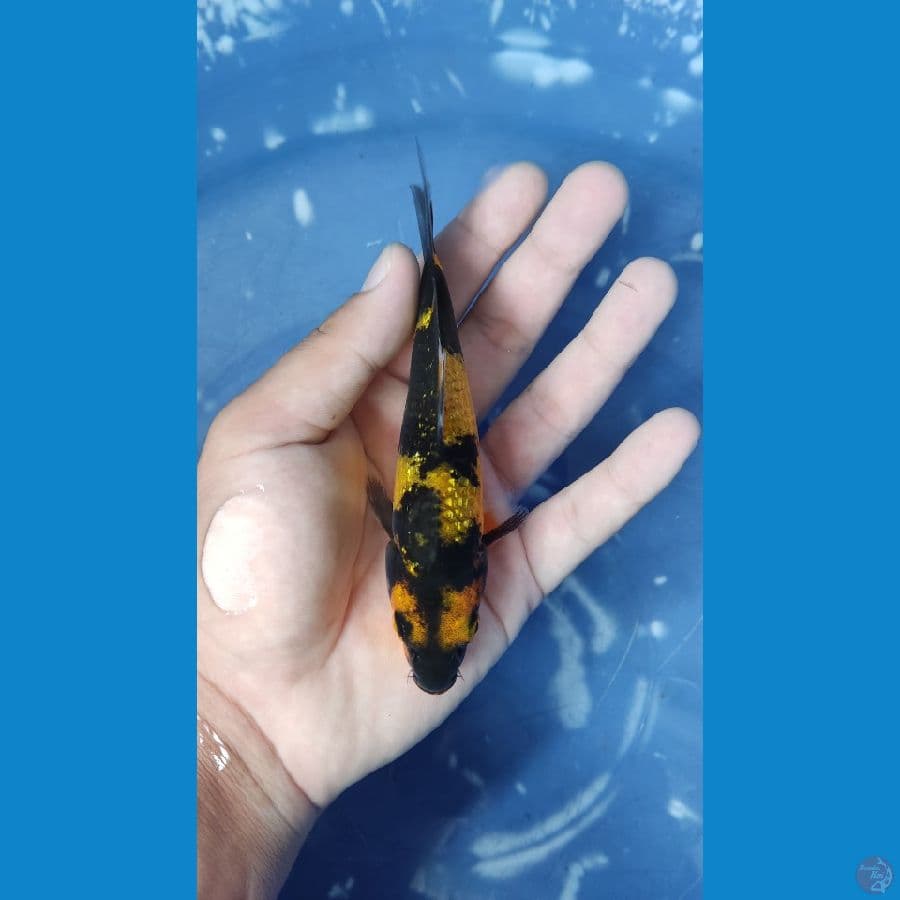 Utsuri Hitam pekat