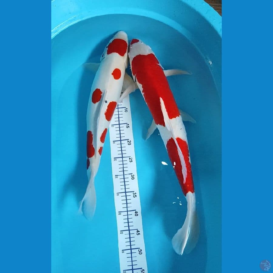 Kohaku 60bu - 65 cm strong