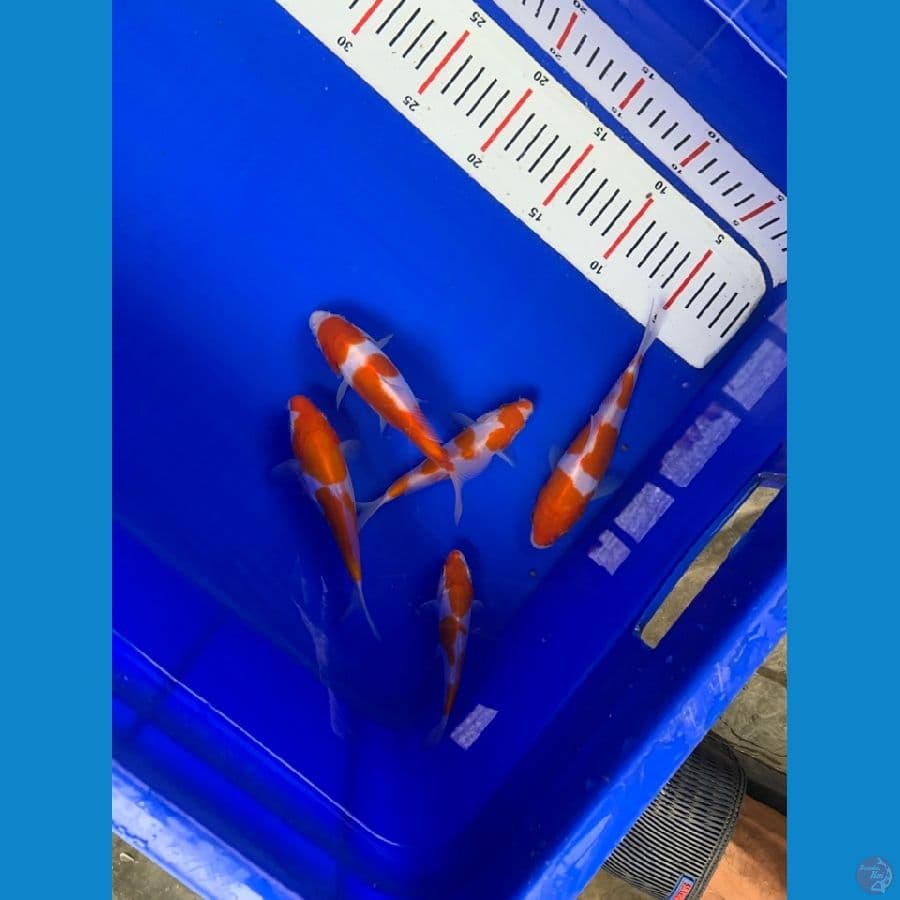 paket kohaku doit ori 13-16cm