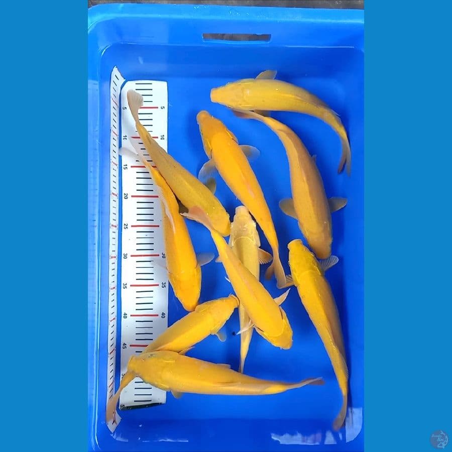 paket karasi 25-30 MH MM 10ekor