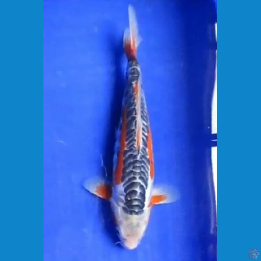 SHUSUI MALE 25CM