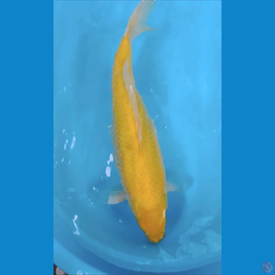 karasi mengo MM 47cm