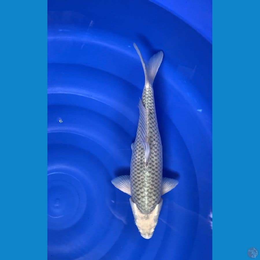 soragoi 41cm male