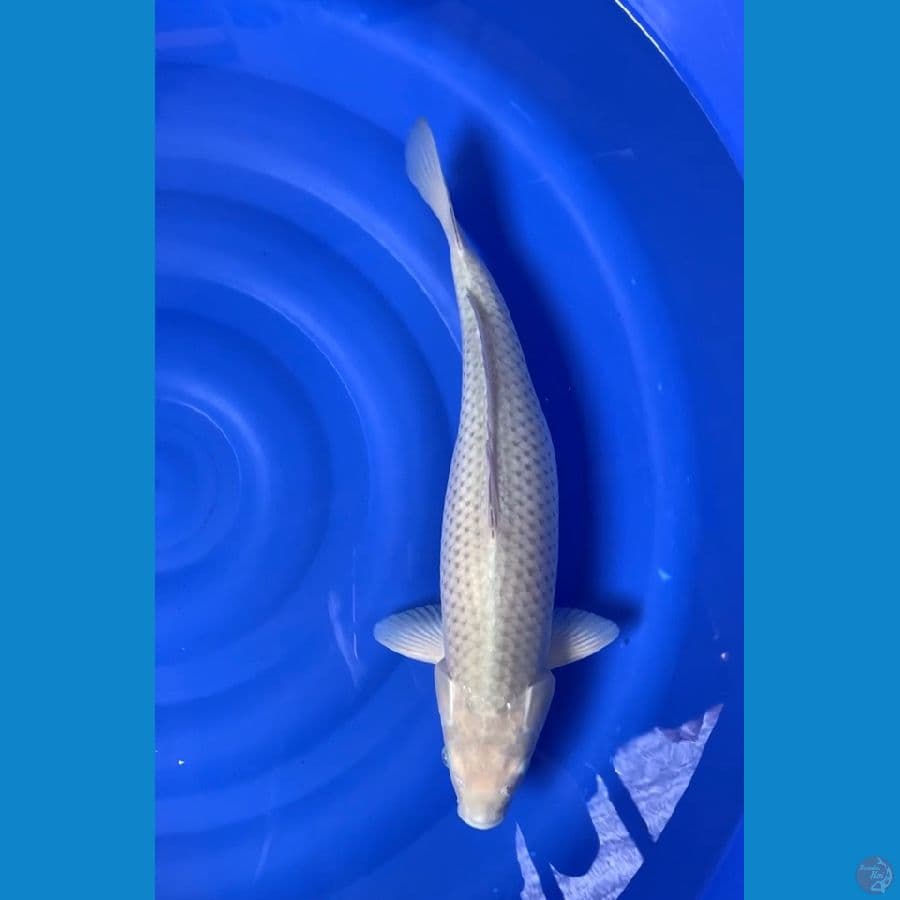 soragoi 50 cm