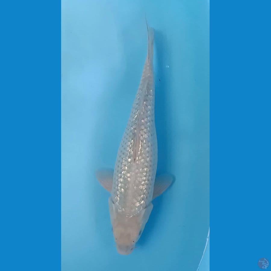 soragoi ginrin 38cm