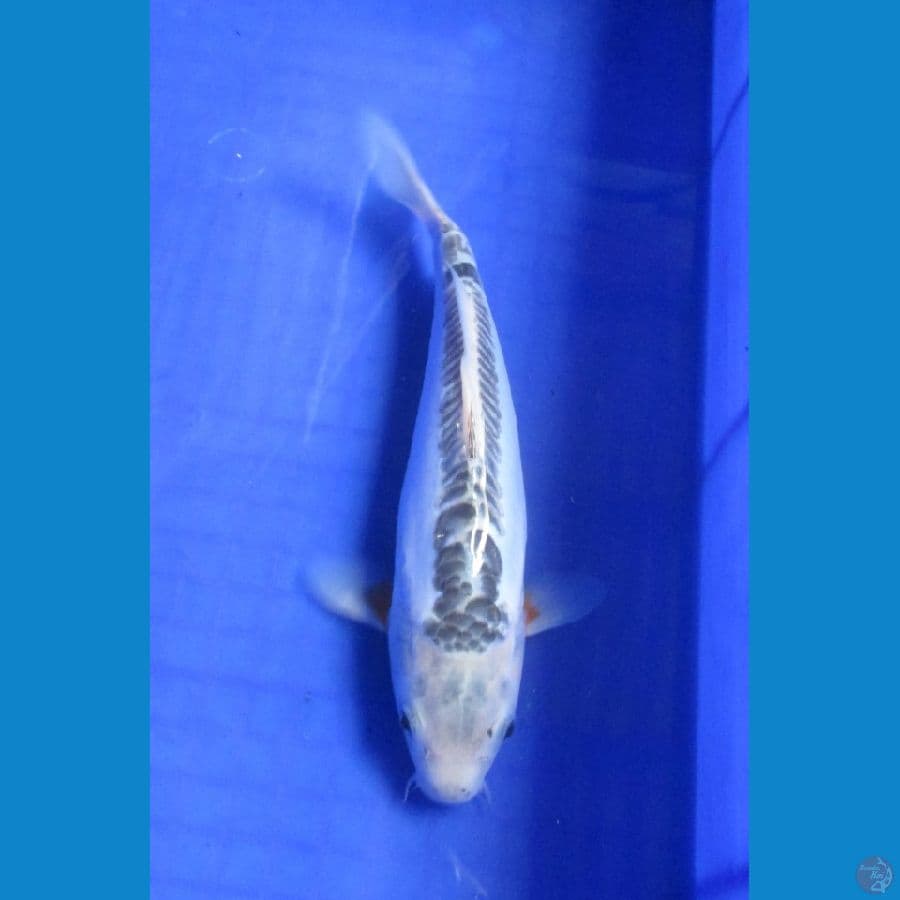 SHUSUI 25 CM