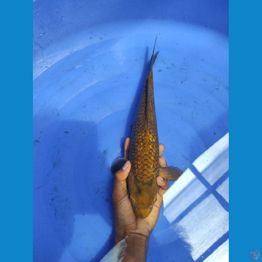 caramel 30 cm