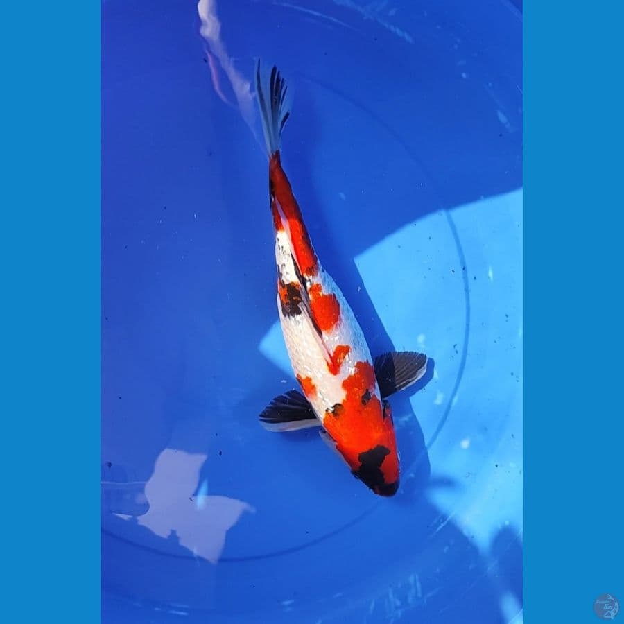 showa 34 cm ginrin