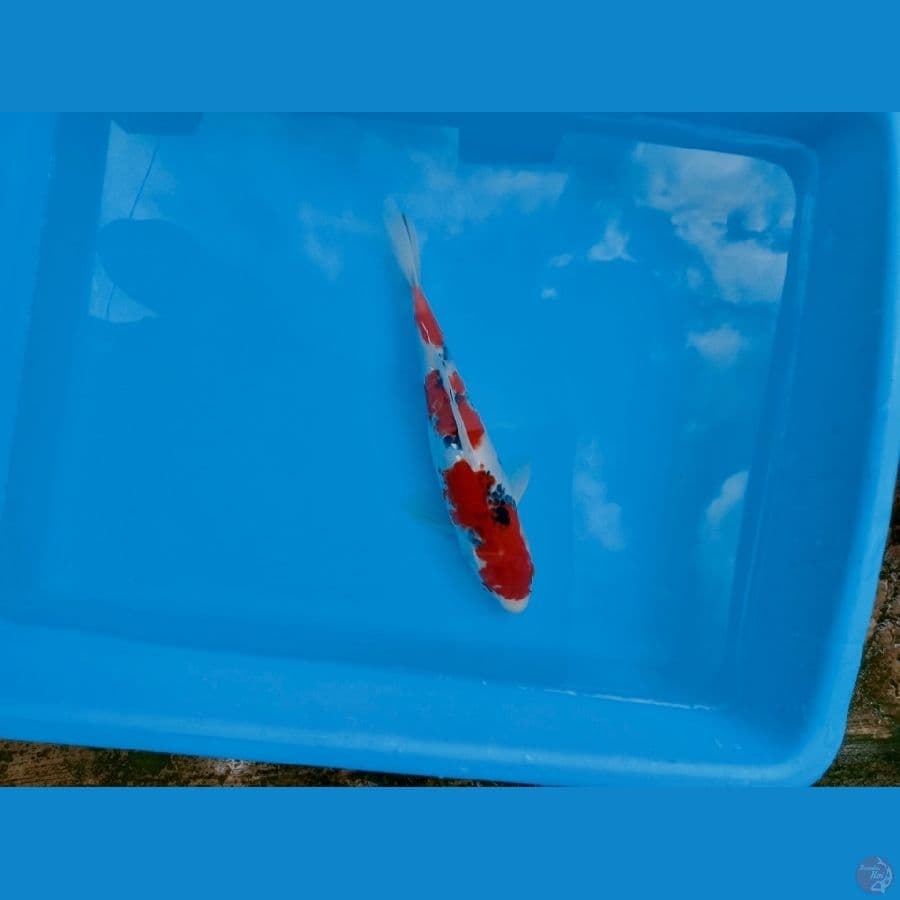red showa 3 setep 20cm