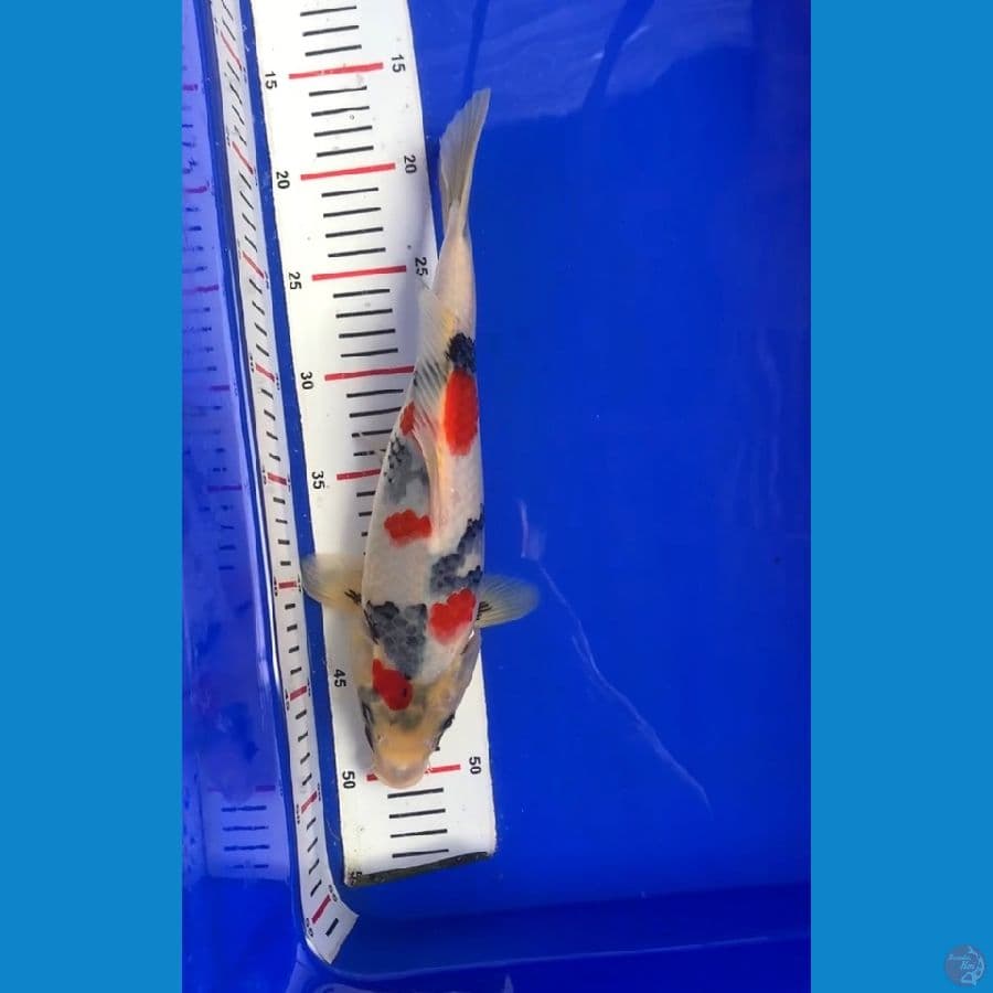 kinday showa tategoi 33cm