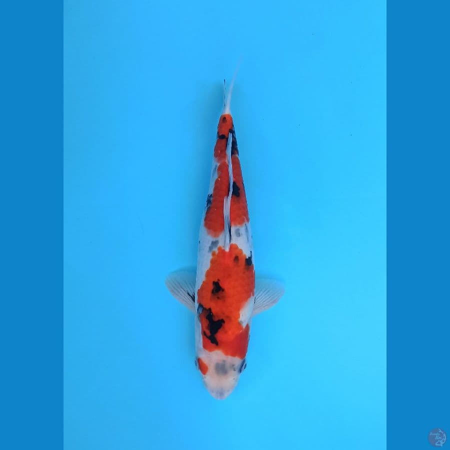 SHOWA KEEPING 32CM