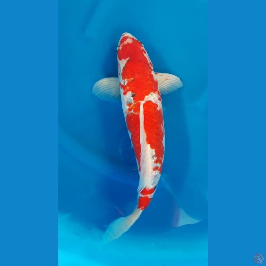 GHOSIKI GINRIN RED STRONG BODI BULKY - 44cm/m⁶
