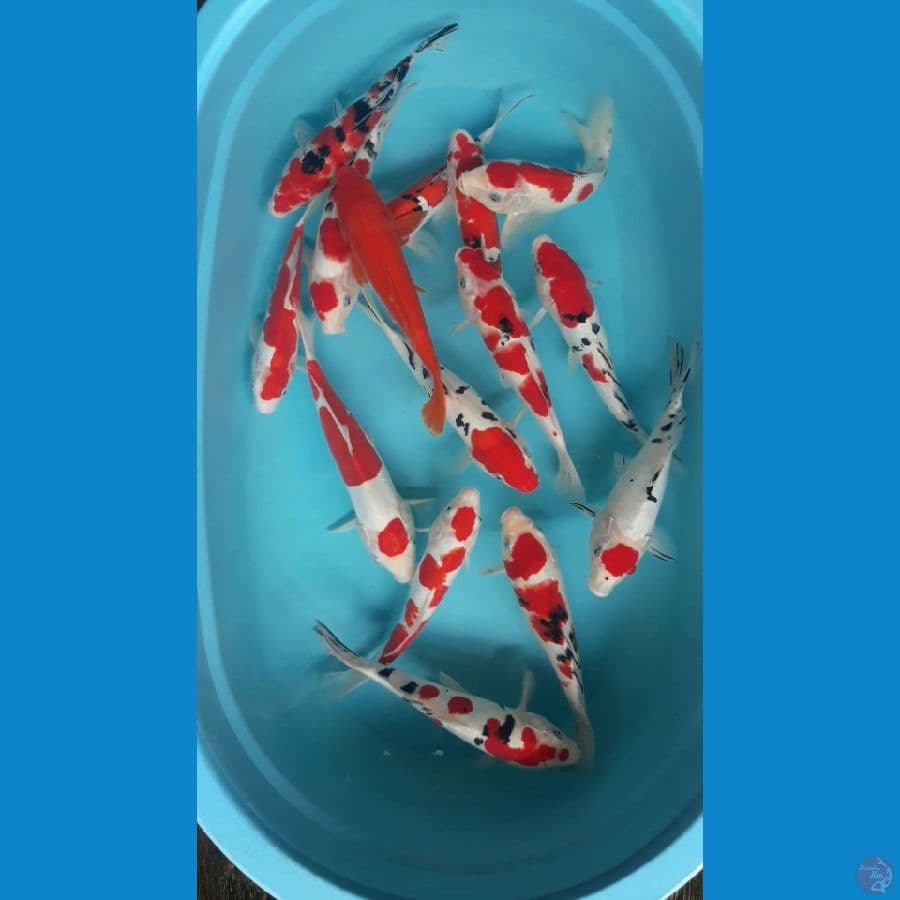 paket kohaku sanke