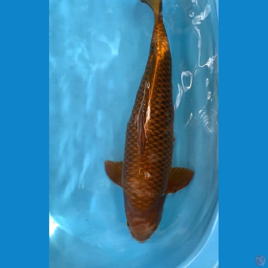 cagoi tembaga 57cm male