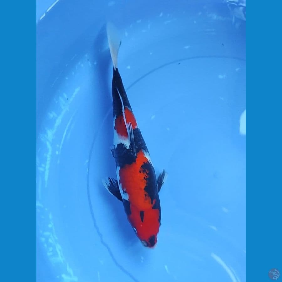 showa 35 cm
