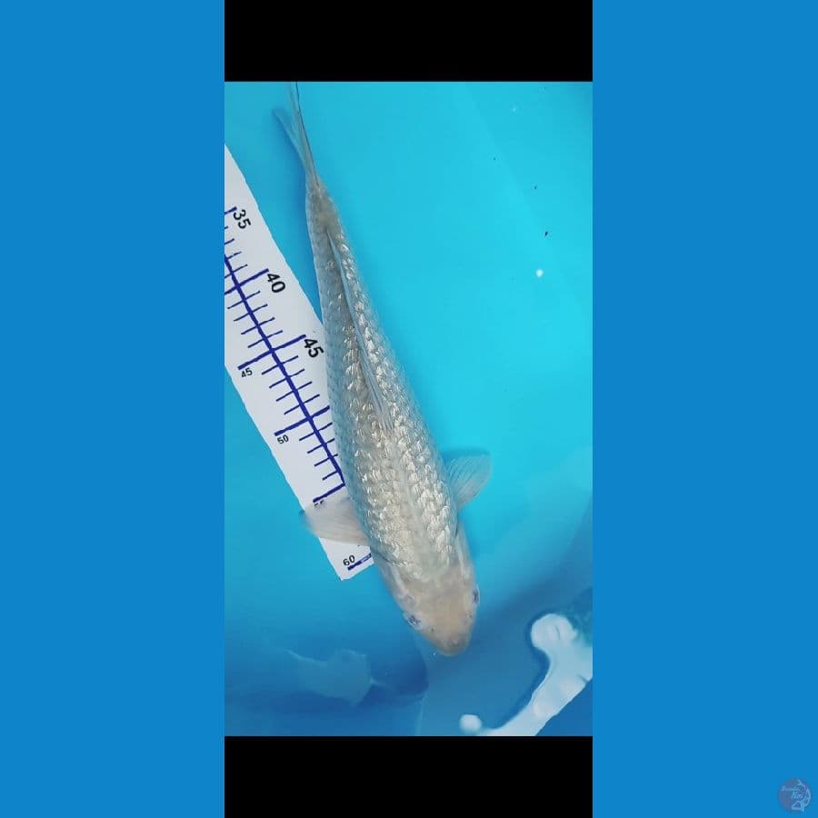 soragoi ginrin 37 cm